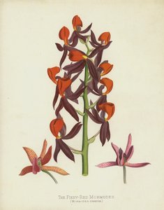 Fiery-Red Mormodes，Mormodes Igneum 作者 英语学校